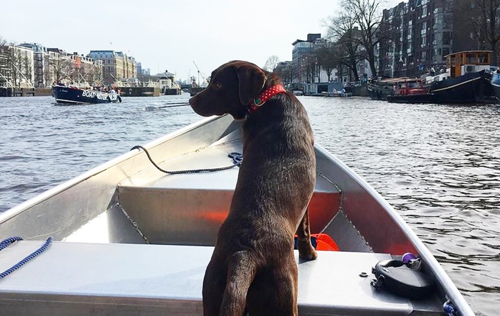bootsverleih amsterdam hund